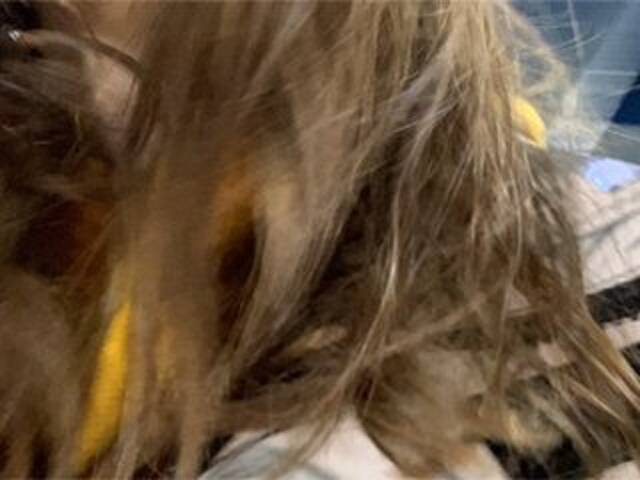 Емитувани слики од екранот Eliness