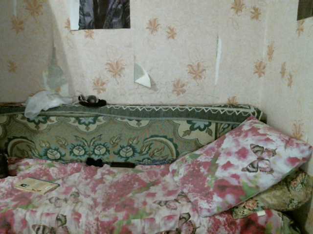 Емитувани слики од екранот kar0linaa666