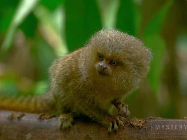 Емитувани слики од екранот SweetElize